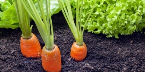 Kada saditi šargarepu u sibiru